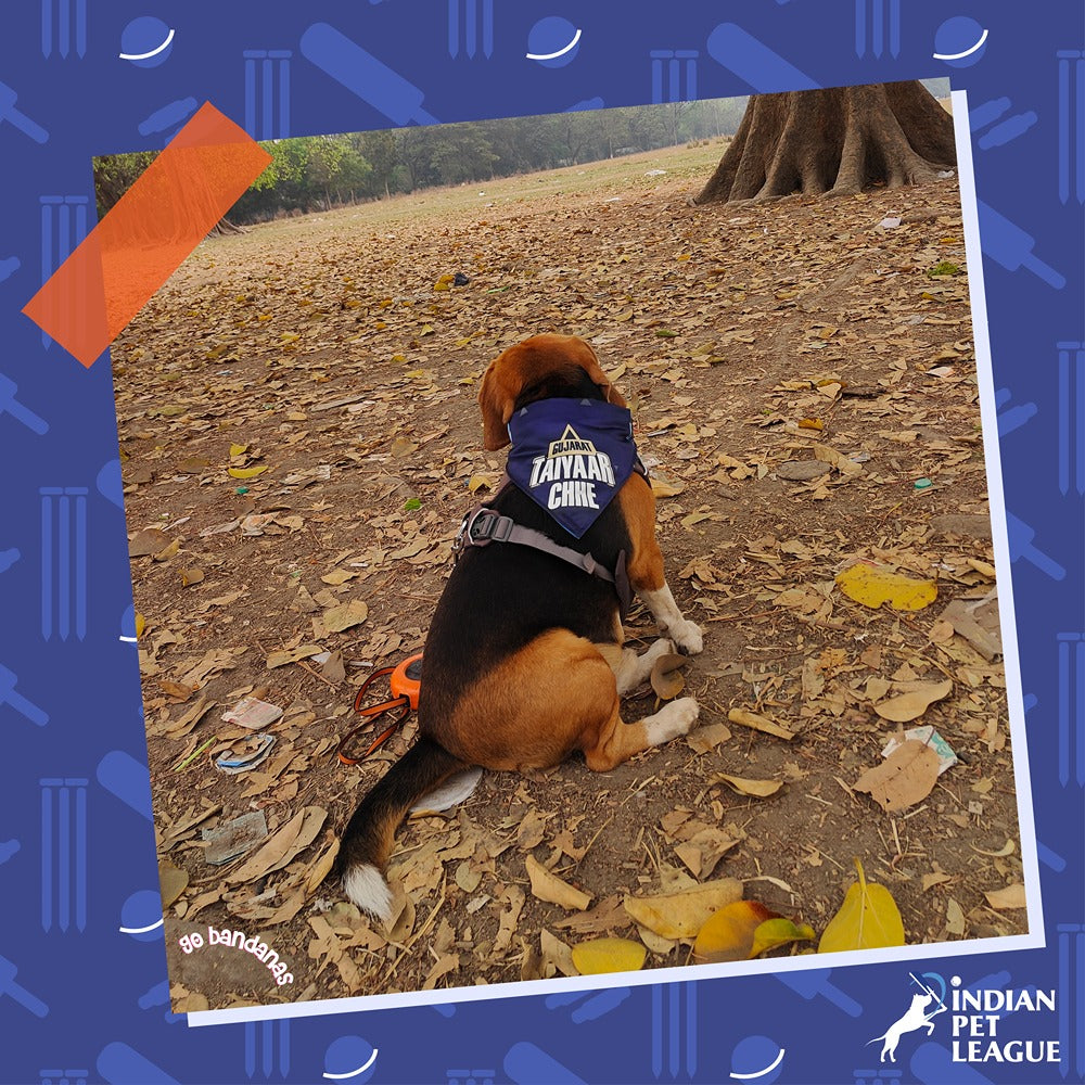 Go Bandanas Reversible Indian Pet League (IPL) Gujarat Taiyaar Chhe (Blue) & Dill Se Desi (Multi Colour) Bandana for Pet Dogs & Cats