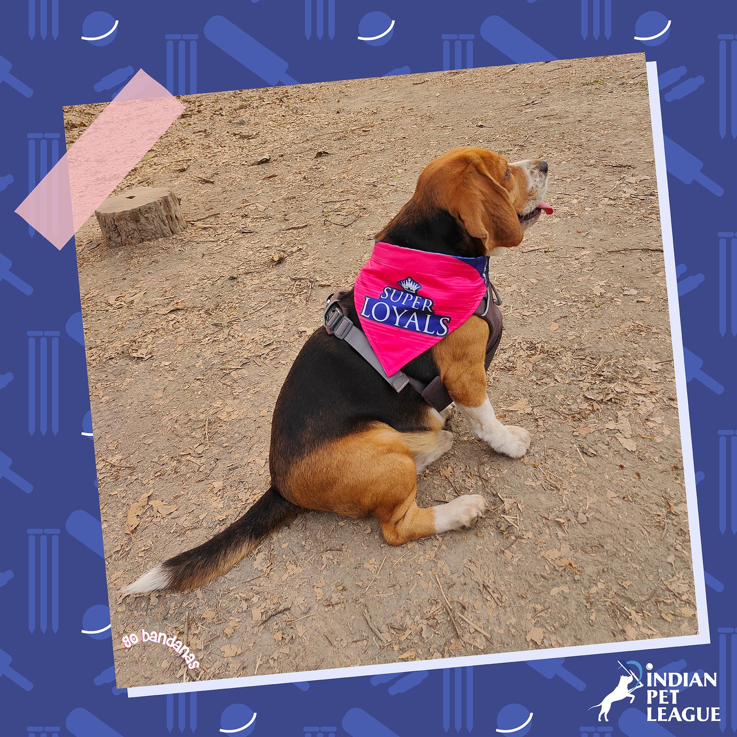 Go Bandanas Reversible Indian Pet League (IPL) Rajasthan Super Loyals (Pink) & Dill Se Desi (Multi Colour) Bandana for Pet Dogs & Cats