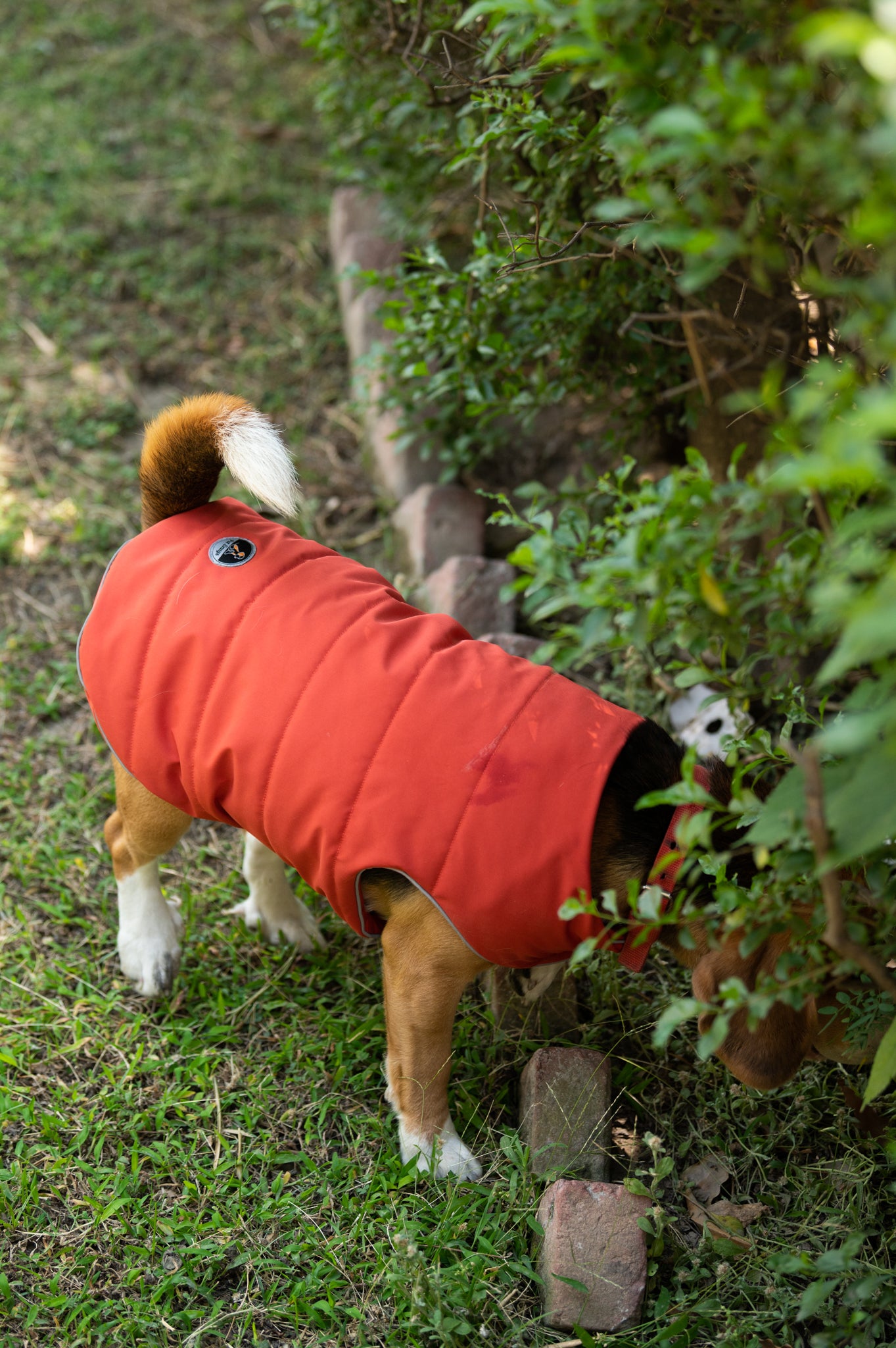 Pet snugs Rust Jacket - Rust