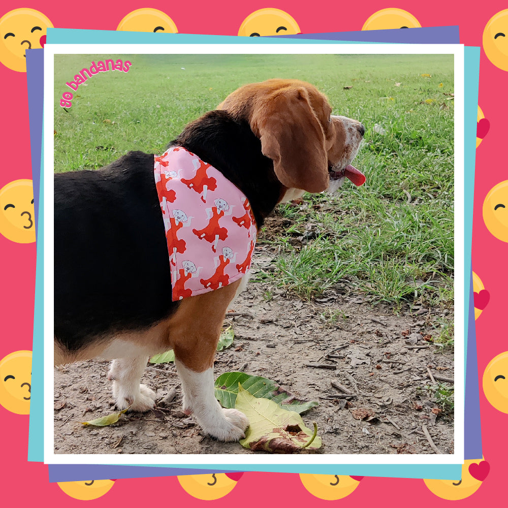 Go Bandanas Reversible Birthday Bitch (Red) & Dancing Queen (Pink) Adjustable Bandana for Pet Dogs