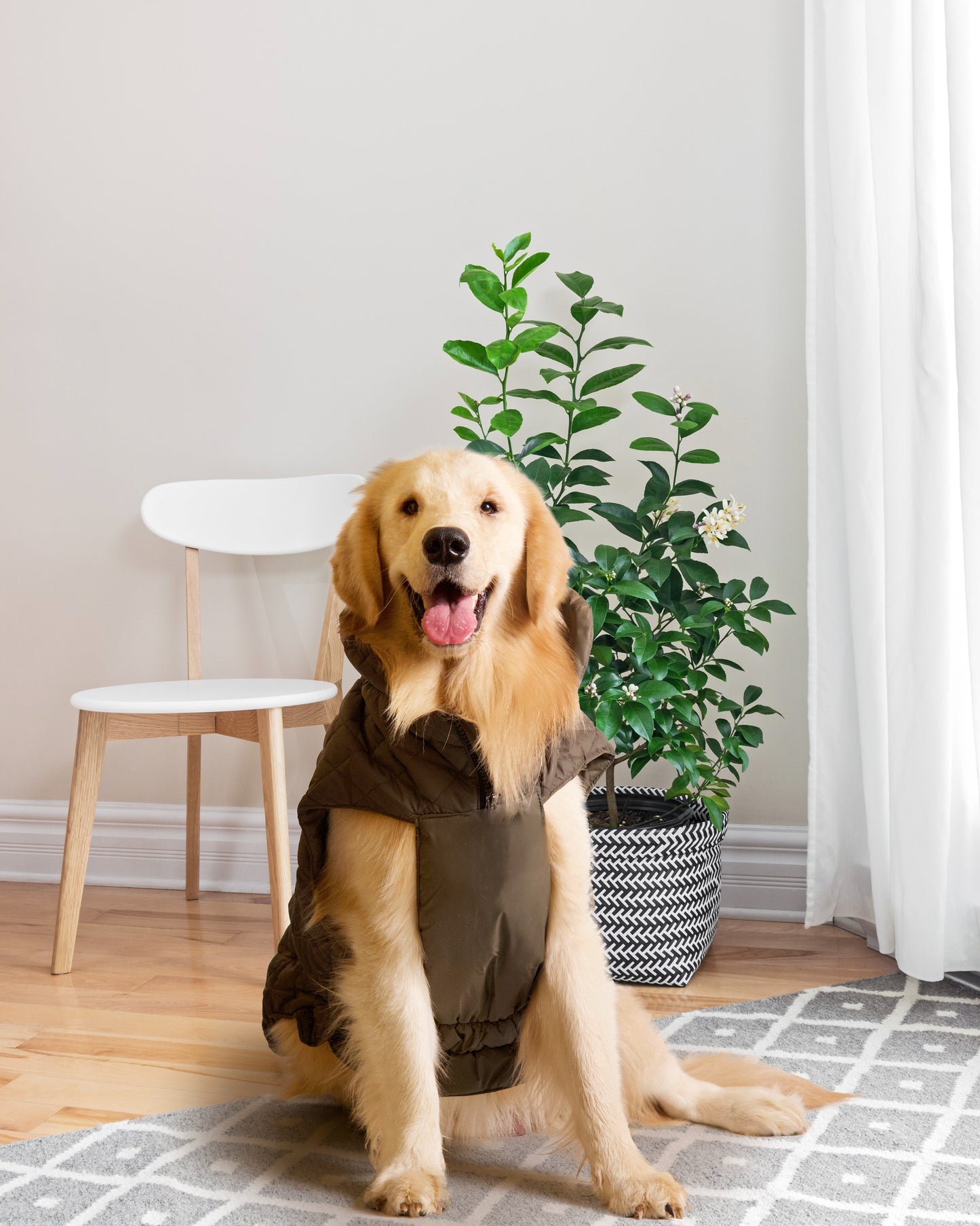 Pet snugs Olive Green Jacket - Olive Green