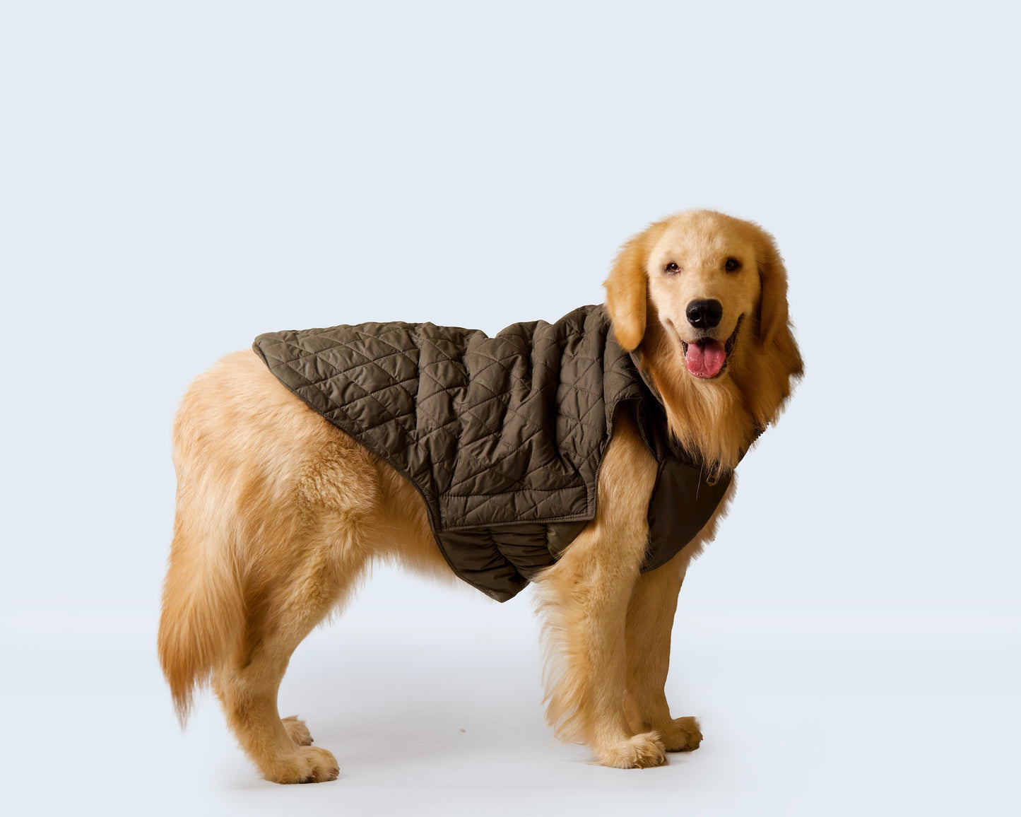 Pet snugs Olive Green Jacket - Olive Green