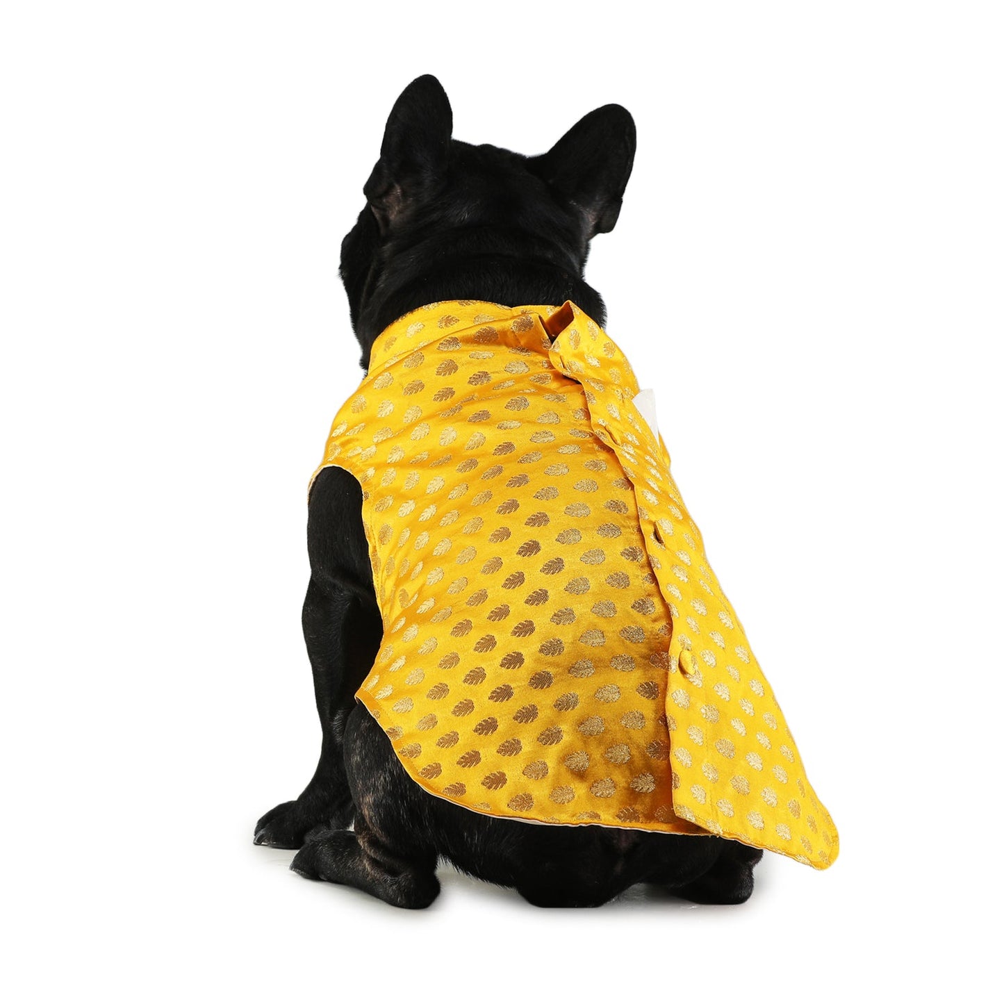 Yellow Dog Sherwani