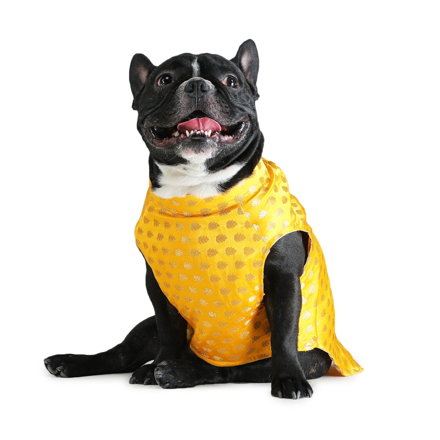 Yellow Dog Sherwani