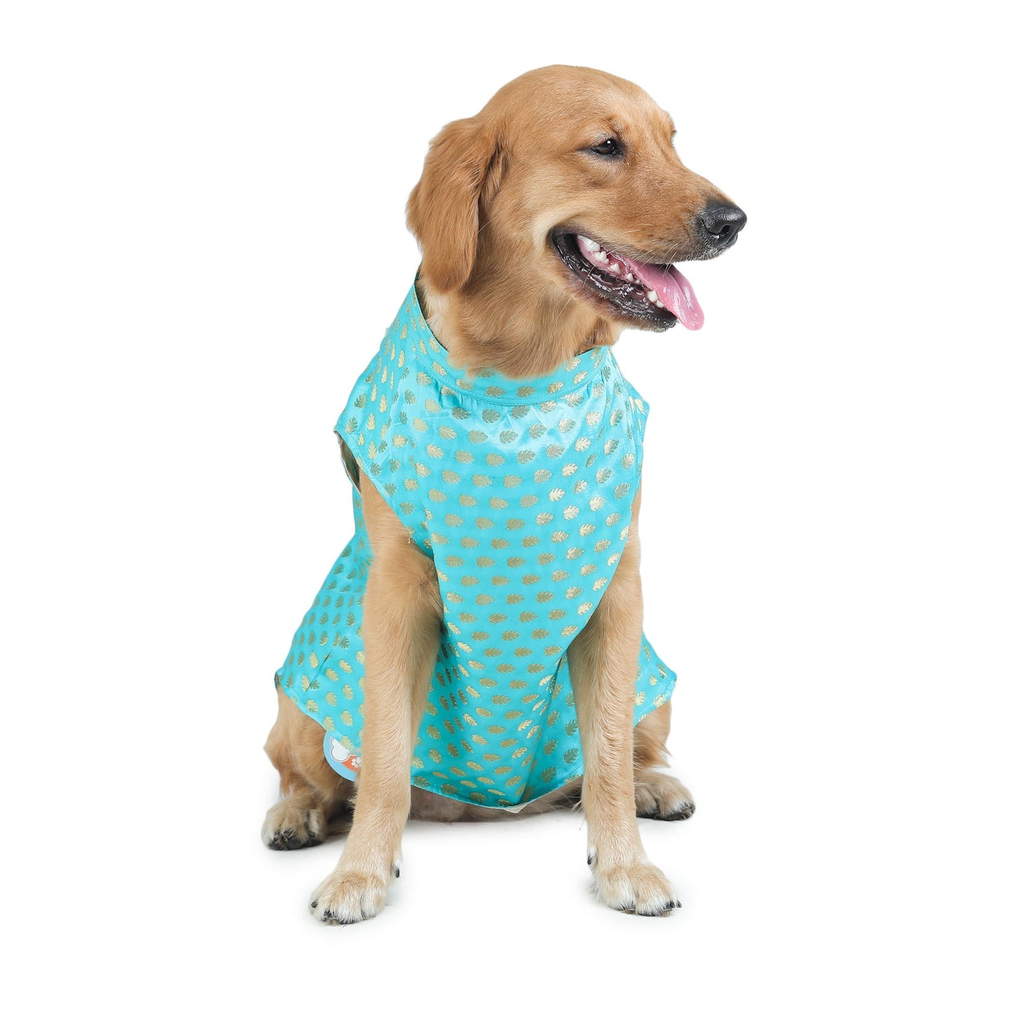 Turquoise Dog Sherwani