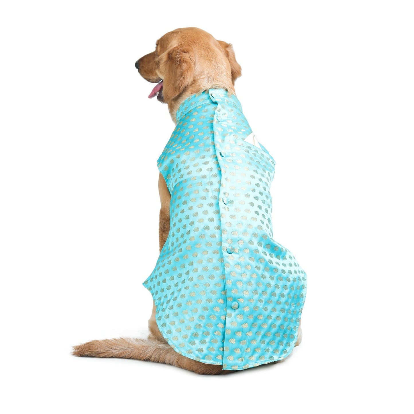 Turquoise Dog Sherwani