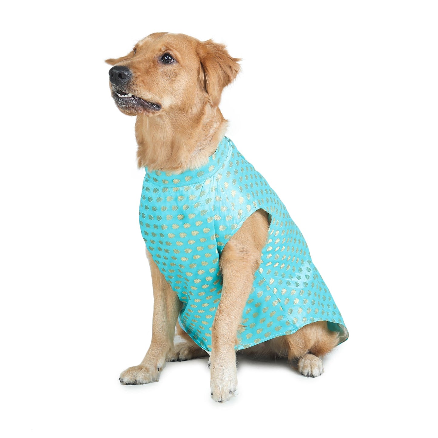 Turquoise Dog Sherwani