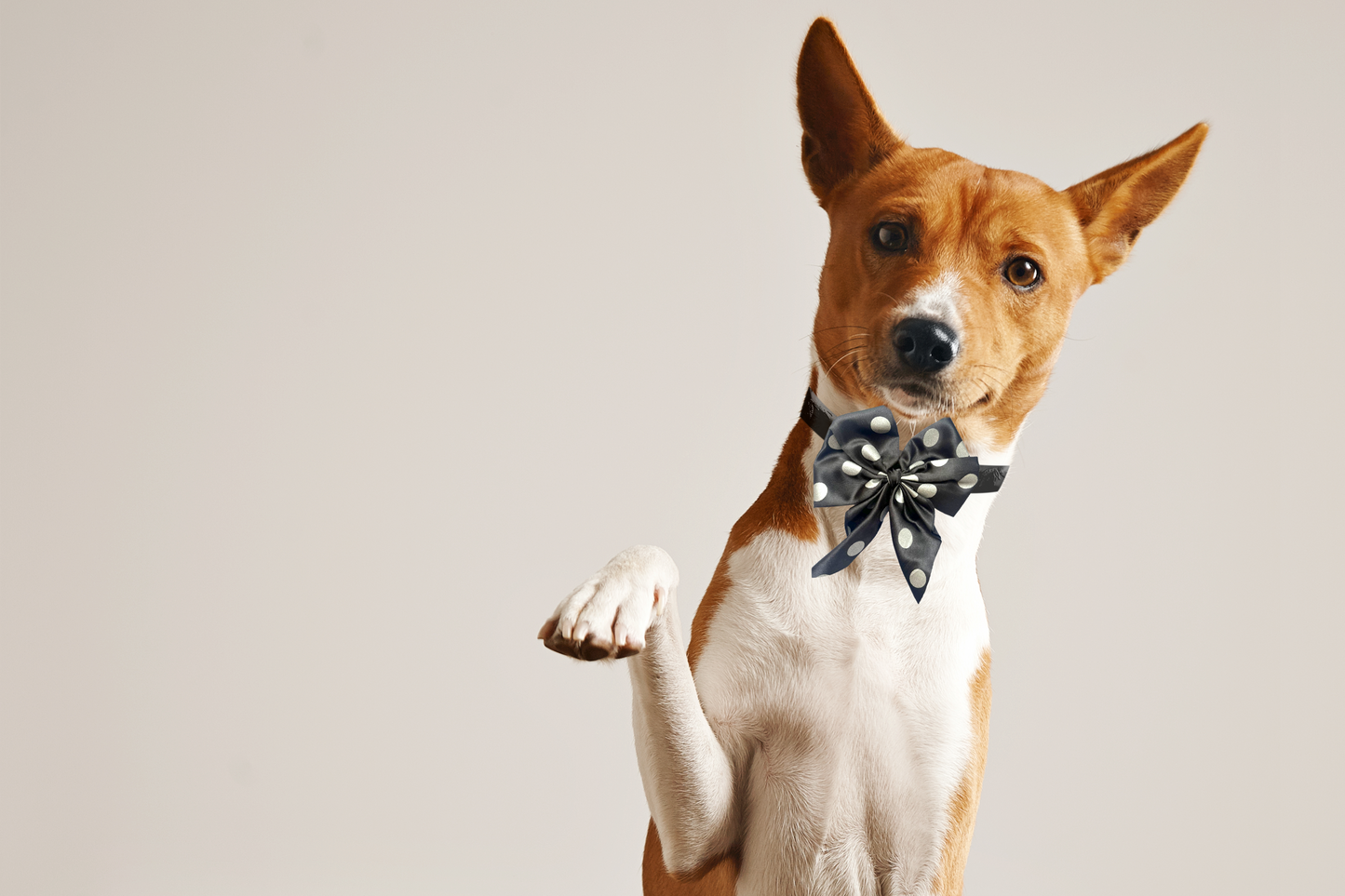 Black and White Polka Dot  Bow Tie