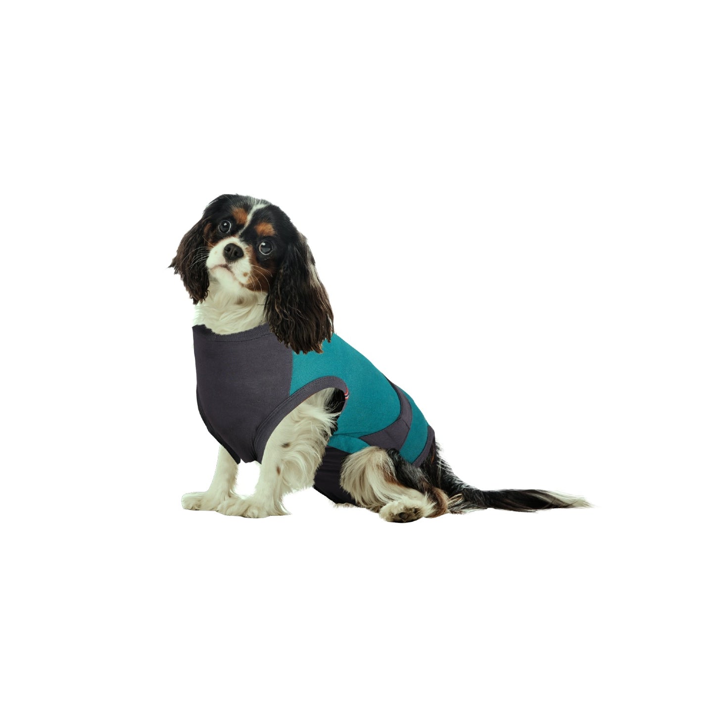 MAXX Recovery Suit for Dogs, E Collar Alternative - Peacock Blue Gray