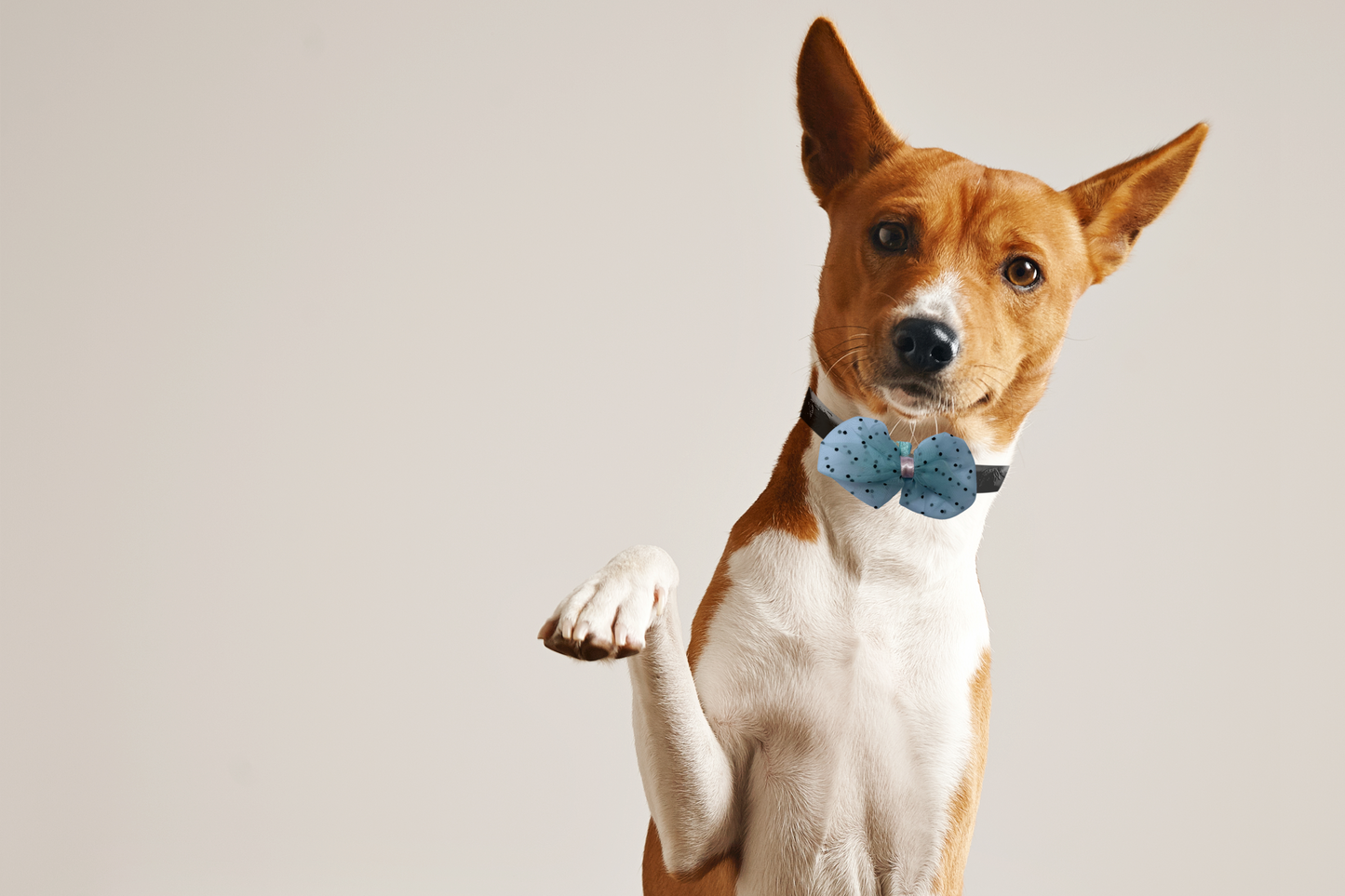 Blue Polka Dot Net Bow Tie