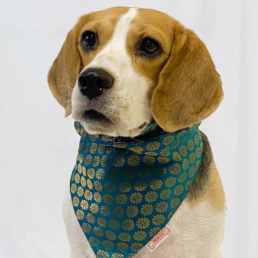 Occasion wear bandana Teal blue