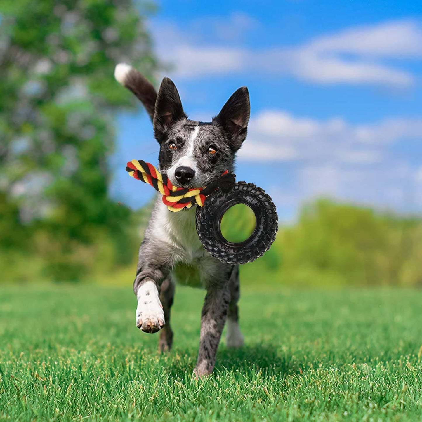 BASIL Tyre Toy for Dog & Puppy