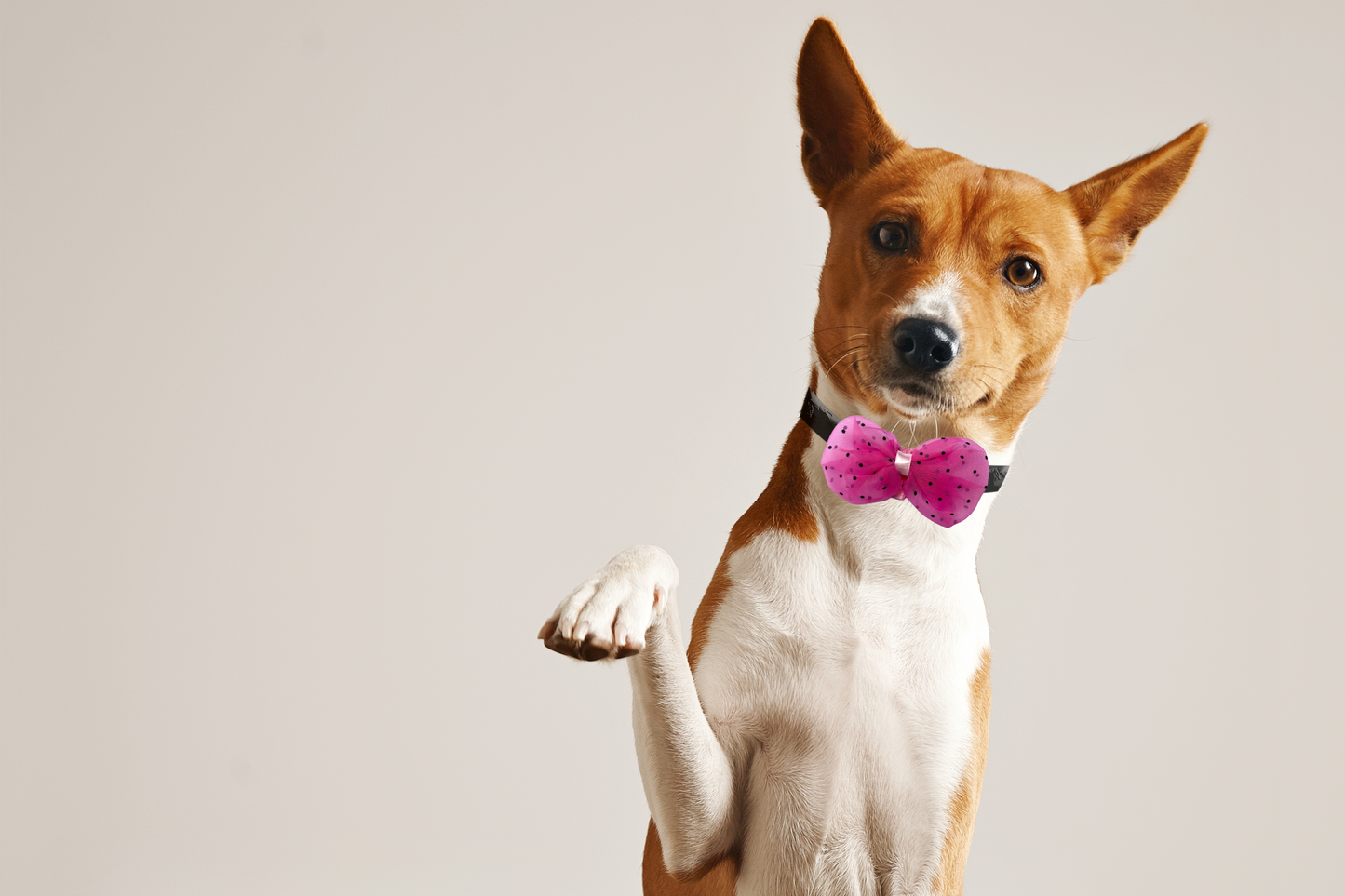 Pink Polka Dot Net Bow Tie