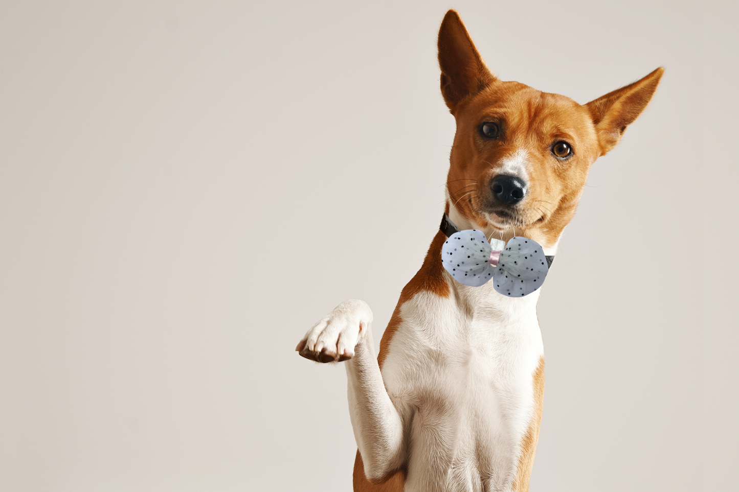 White Polka Dot Net Bow Tie