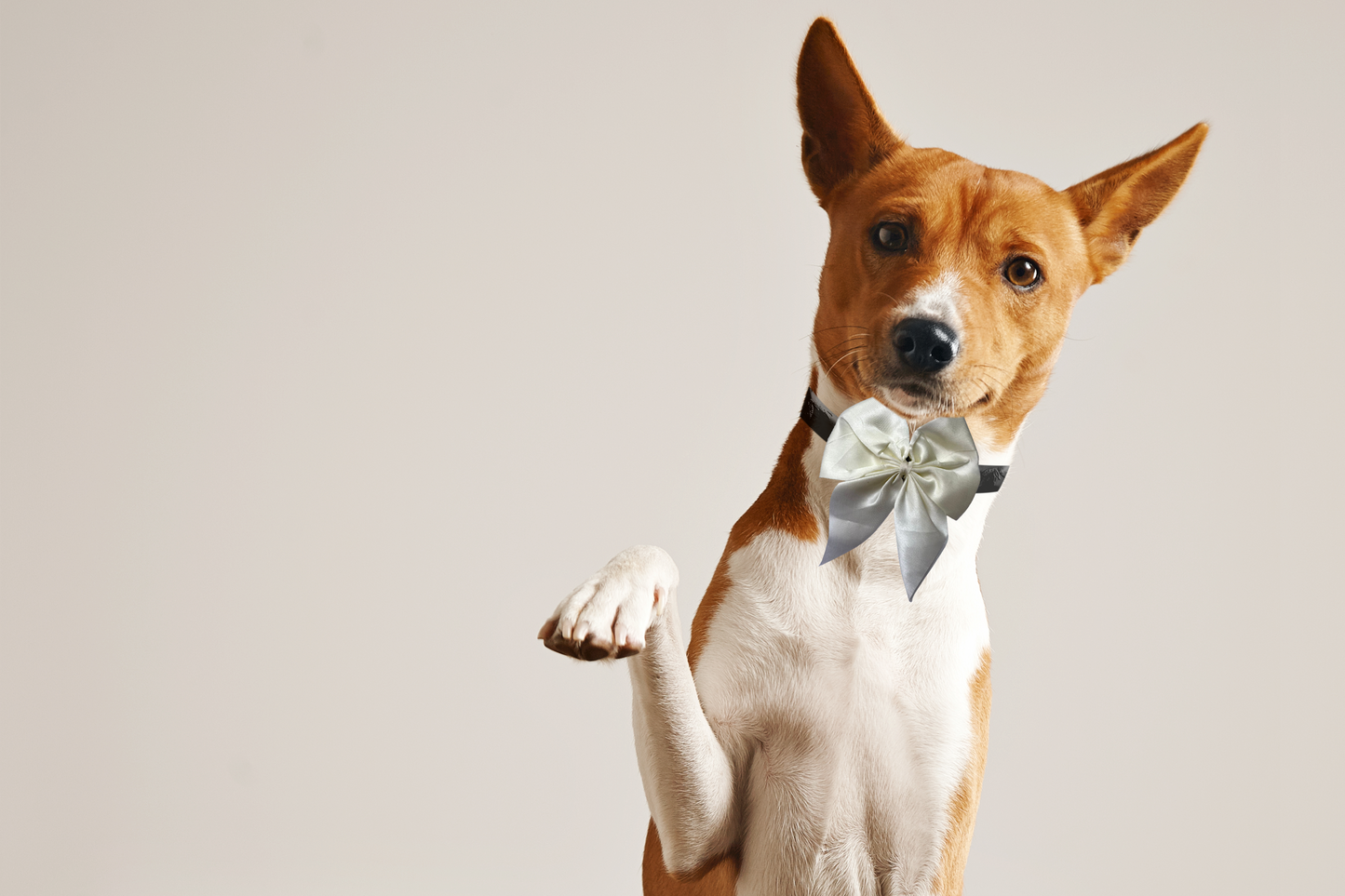 White Stain Bow Tie