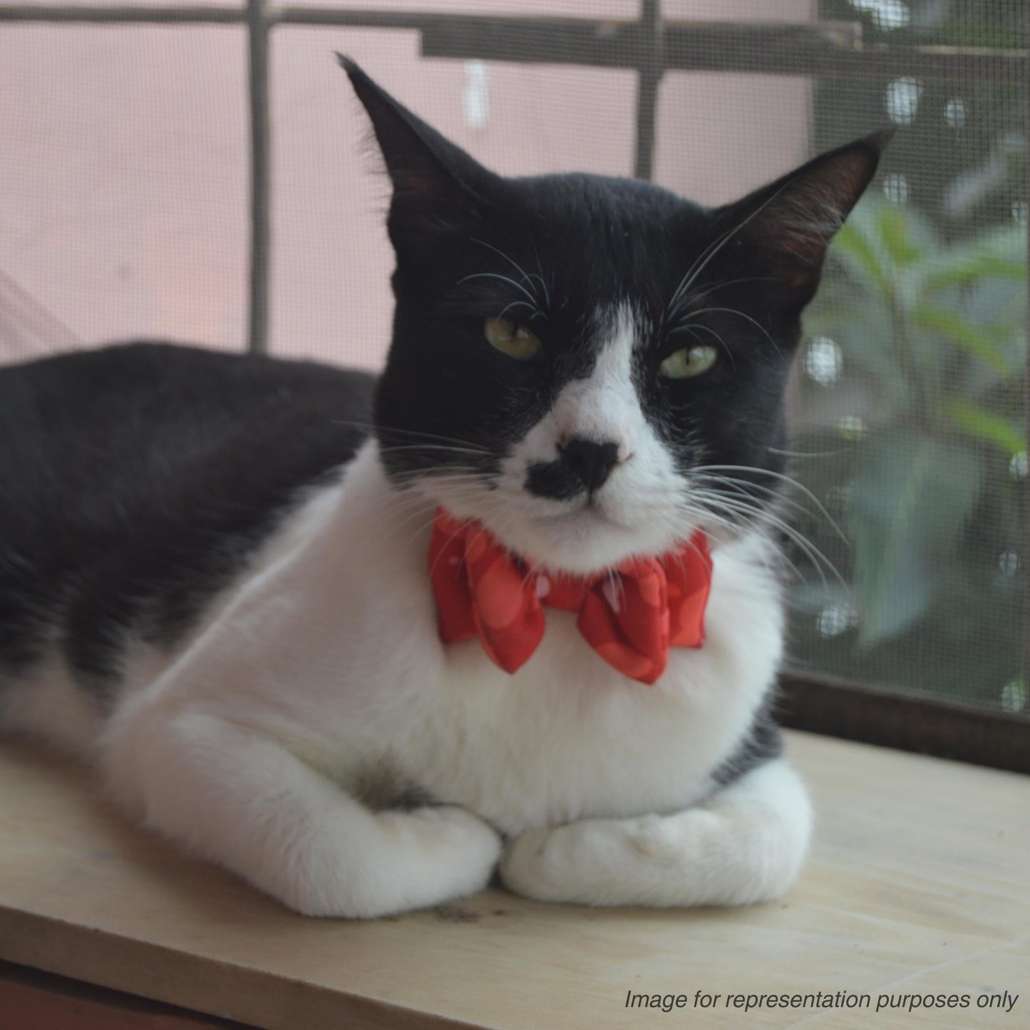 Blue & Red Strawberries Cat & Puppy Bow Tie | Snap-Buckle Closure | D-Ring Attachment