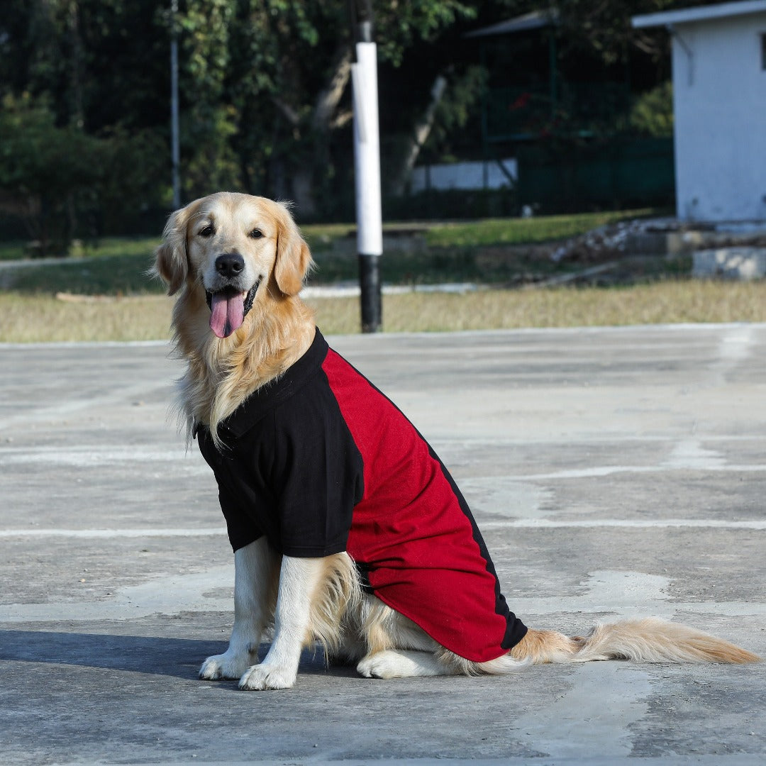 Polo Dog Tshirt (Black & Maroon)