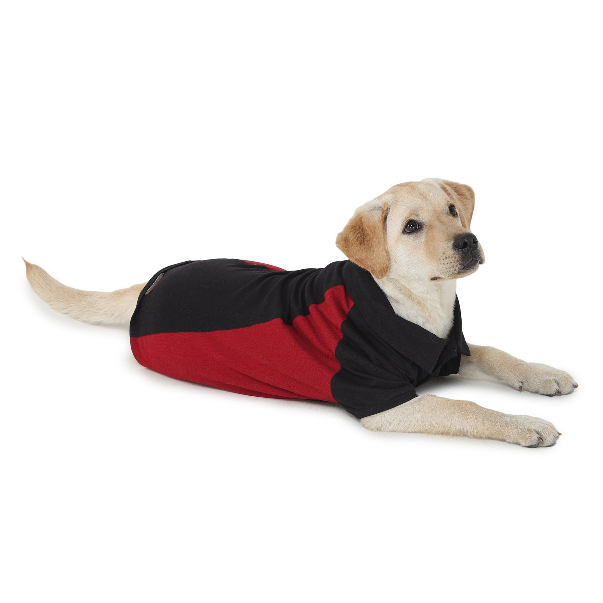 dog wearing black & maroon polo t-shirt from Barks & Wags