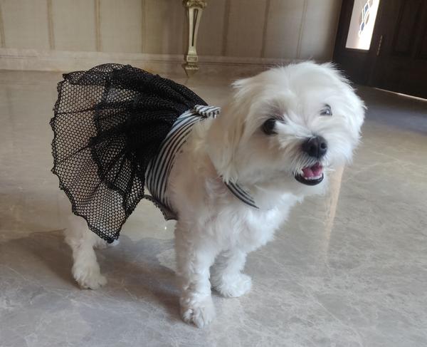 black white dresses for dogs designed by Barks & Wags