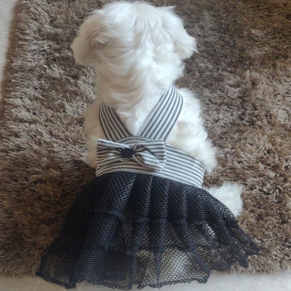 cute dog wearing black white dress by Barks & Wags