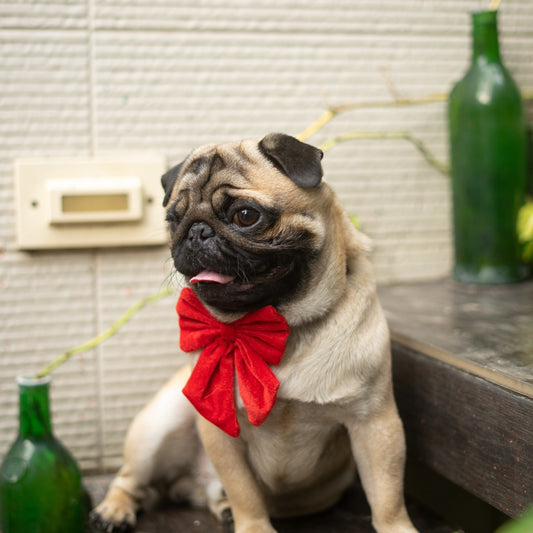 Pigtail Bowtie: Red