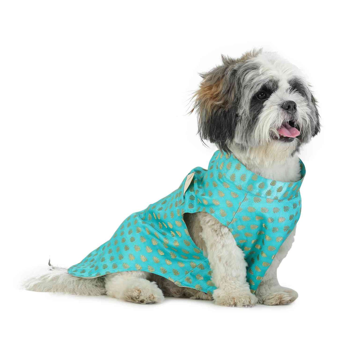 Turquoise Dog Sherwani