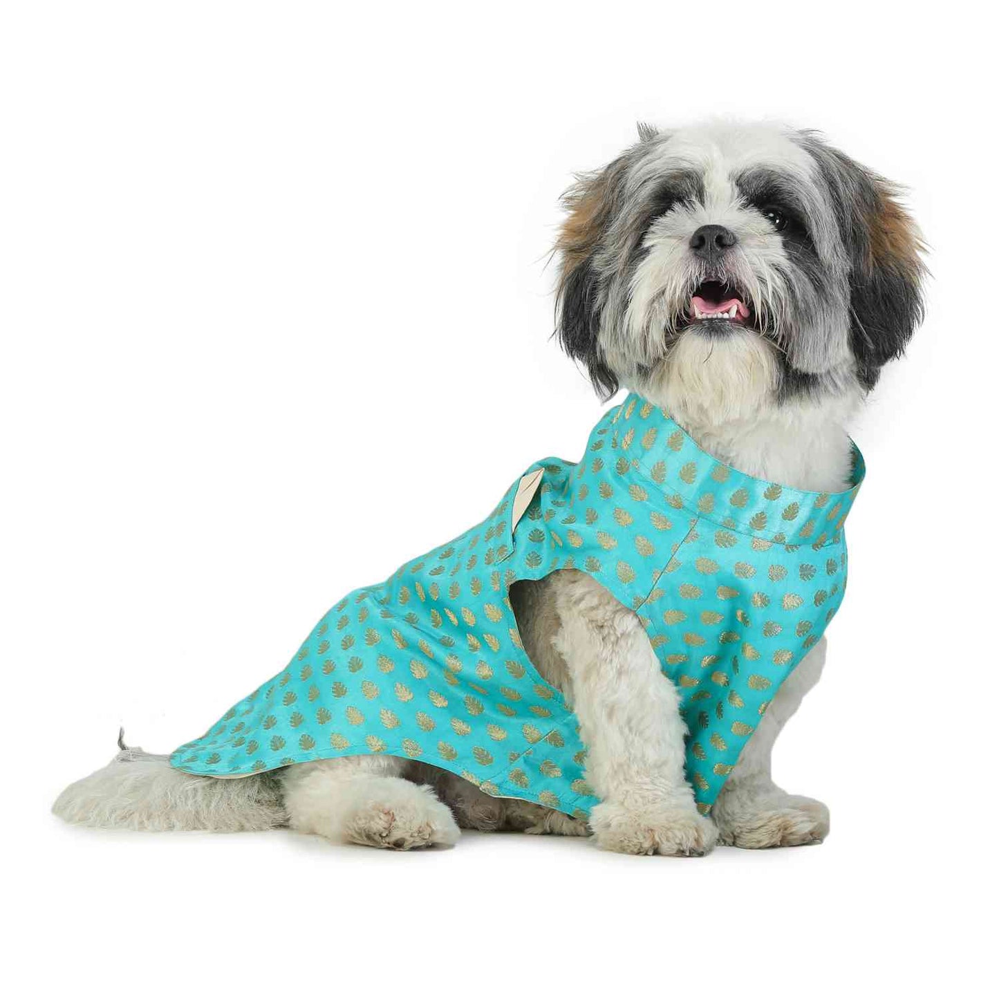 Turquoise Dog Sherwani