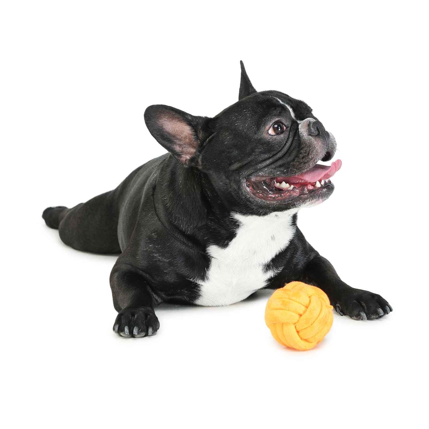 Dog Toy - Pet Teether Ball