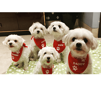 Buy latest family special bandanas for dogs