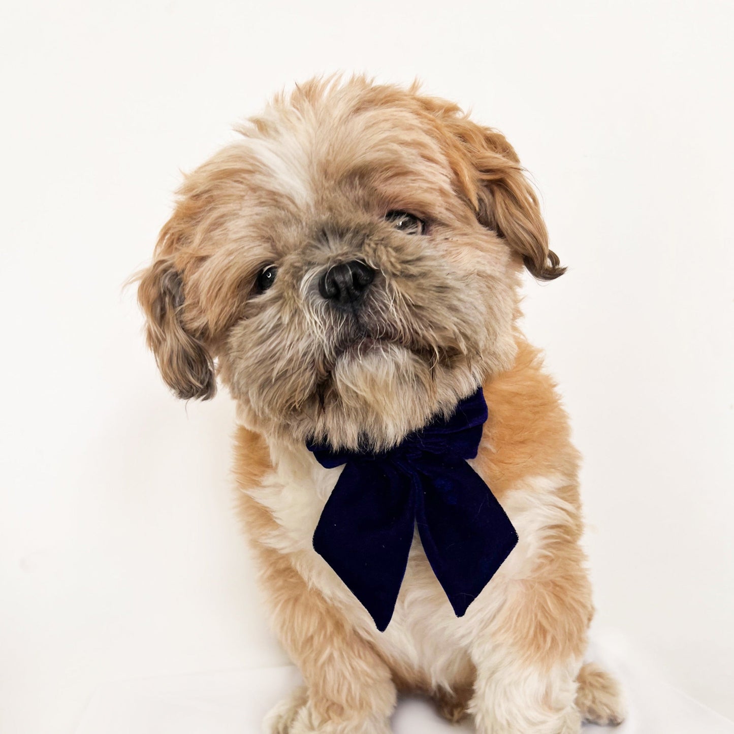 Pigtail Bowtie: Royal blue