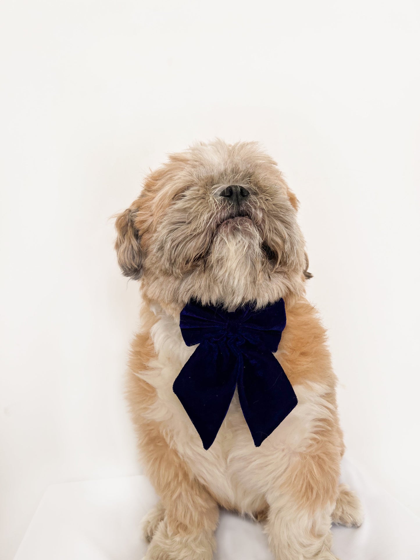 Pigtail Bowtie: Royal blue