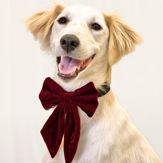 Pigtail Bowtie: Maroon