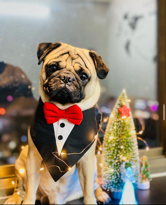 Black Tuxedo Bandanas