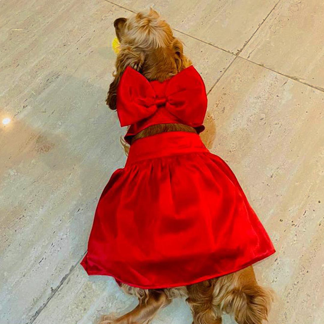 The Little Red Dress