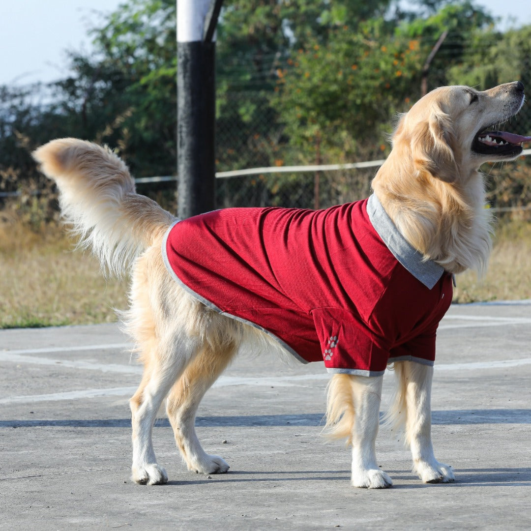 Polo Dog Tshirt (Maroon & Grey)