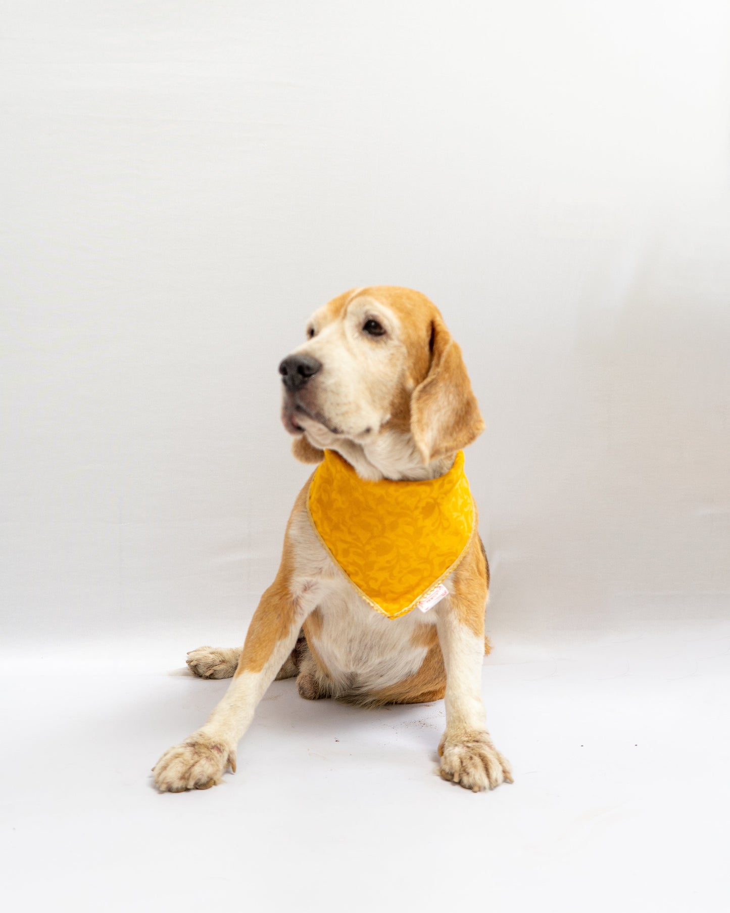 Occasion wear bandana Yellow