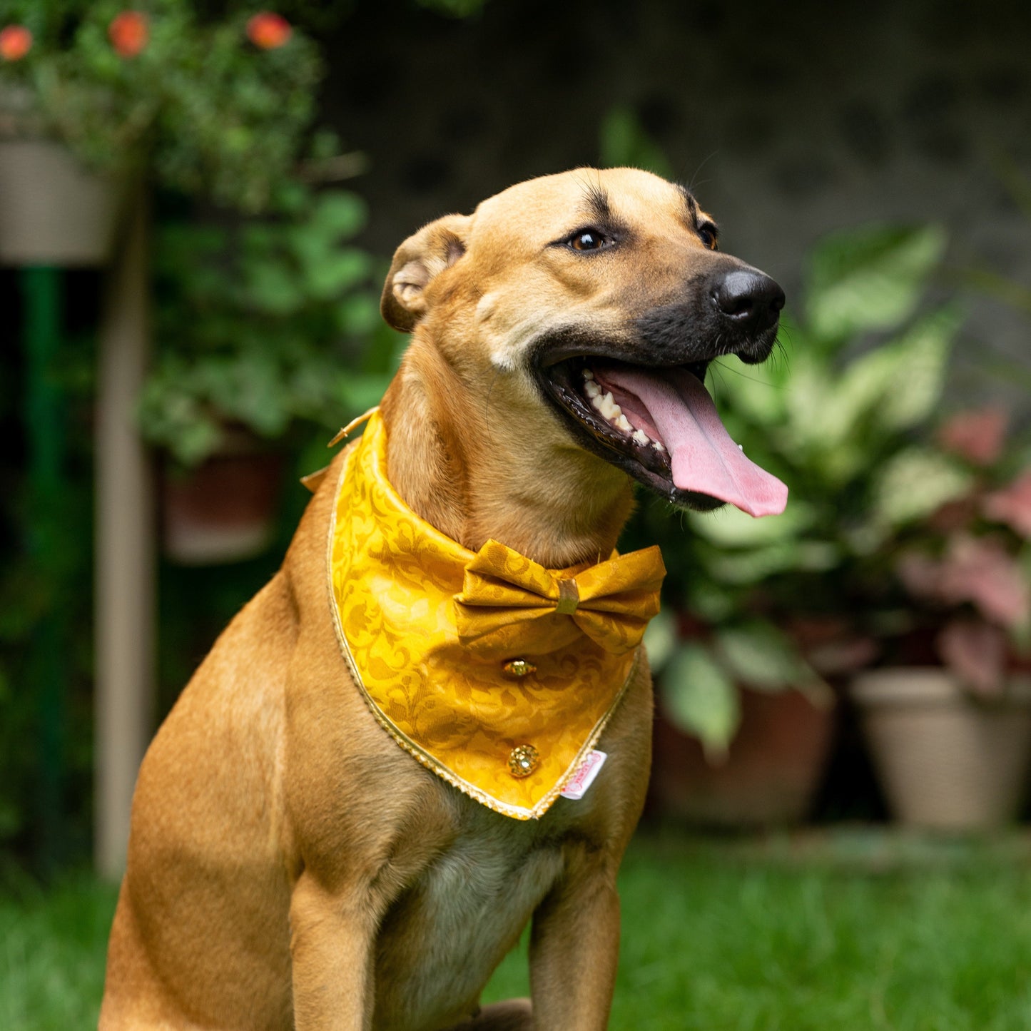 Occasion wear Bow Bandana Yellow