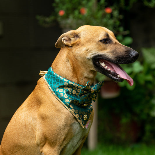 Occasion wear Bow Bandana Teal blue