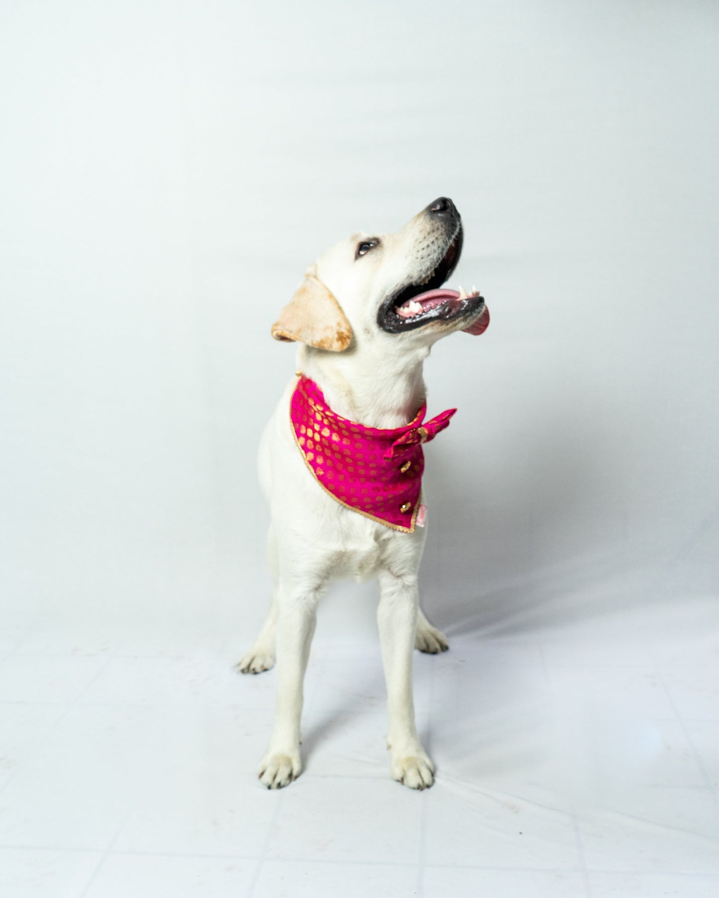 Occasion wear Bow Bandana Pink