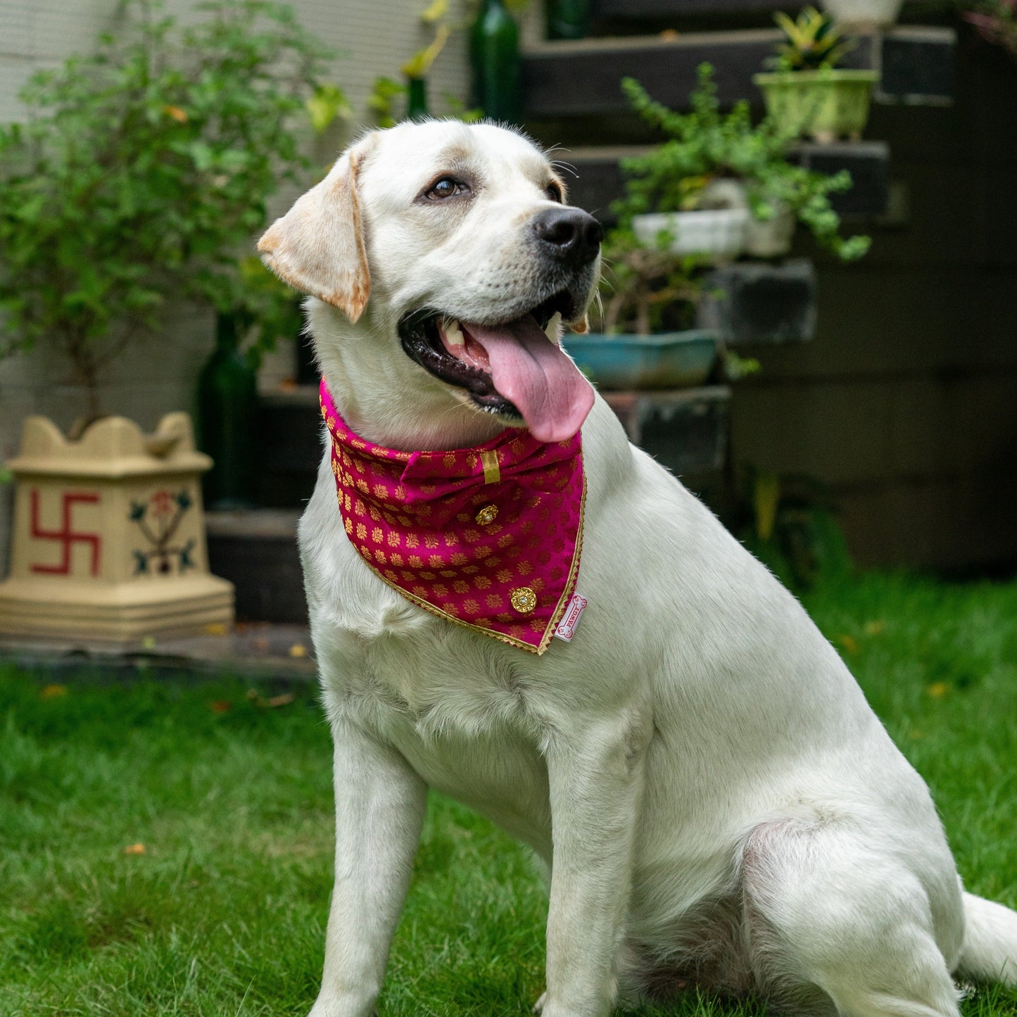 Occasion wear Bow Bandana Pink