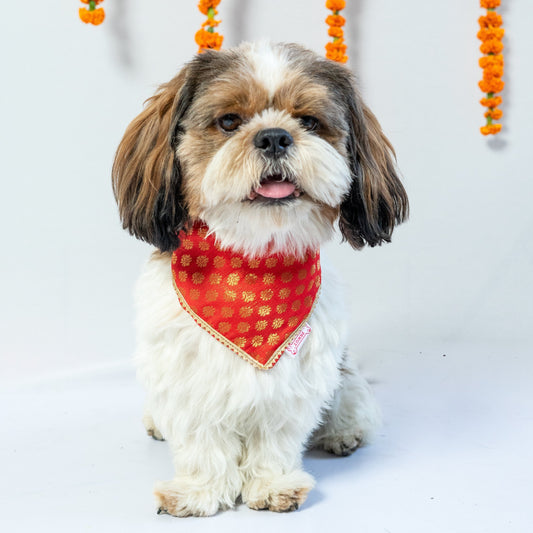 Occasion wear bandana Red