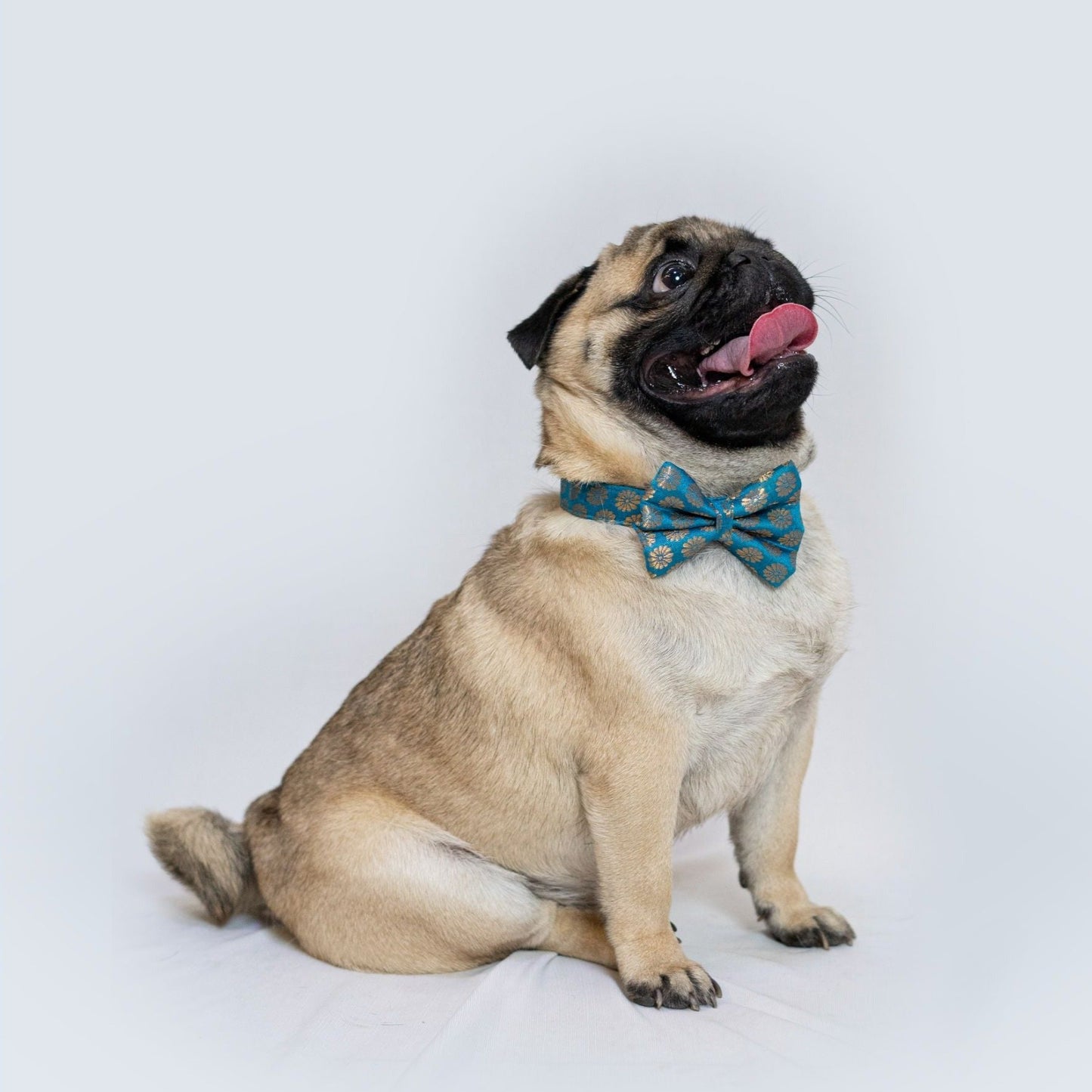 Occasion wear Bow Collar: Blue