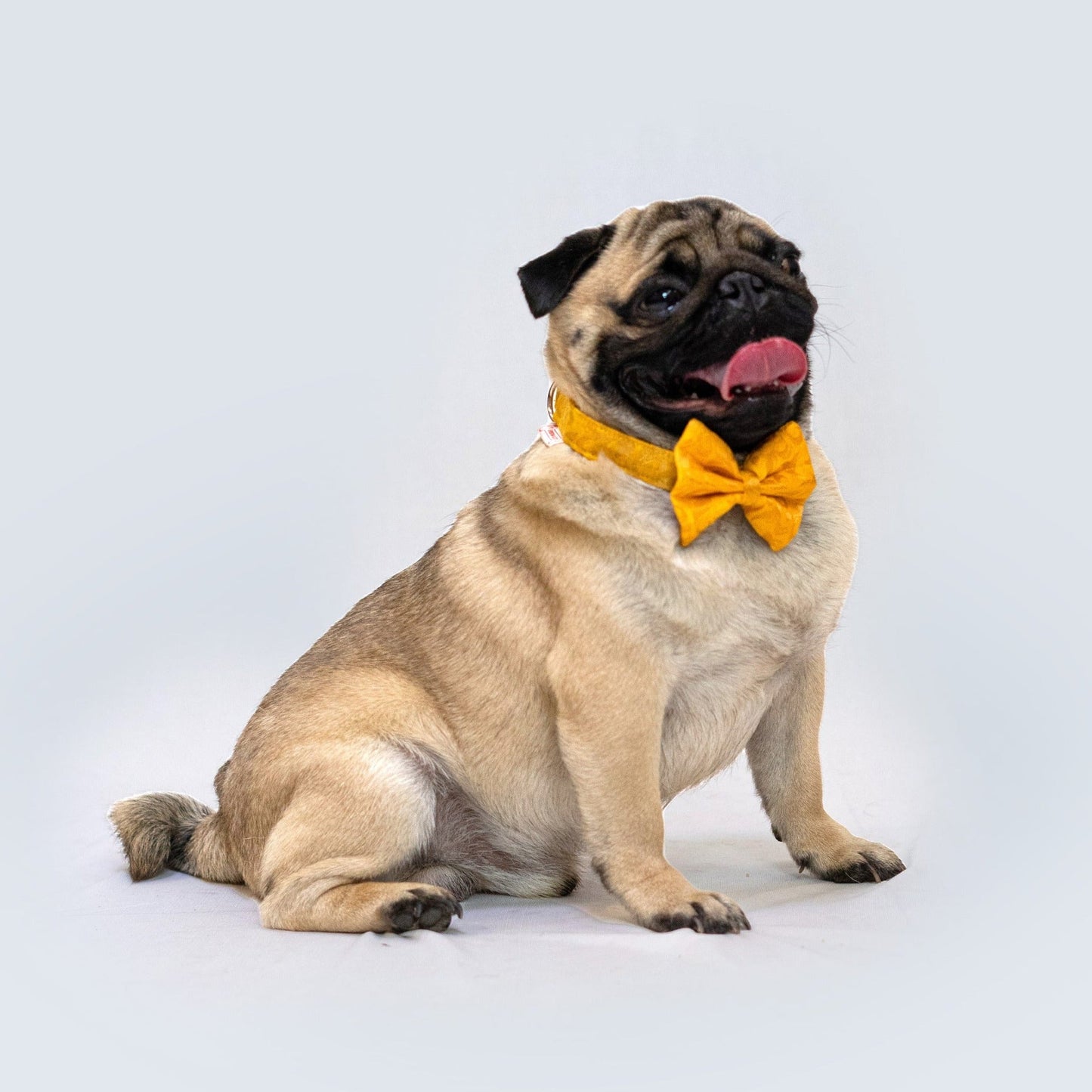 Occasion wear Bow Collar: Yellow