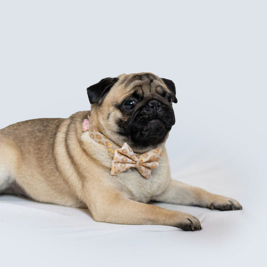 Occasion wear Bow Collar: White