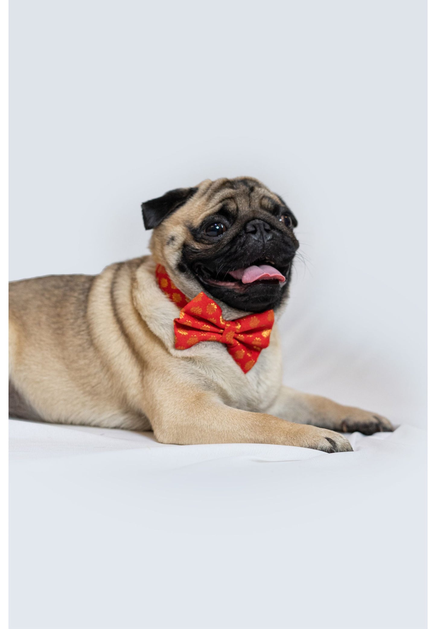 Occasion wear Bow Collar: Red