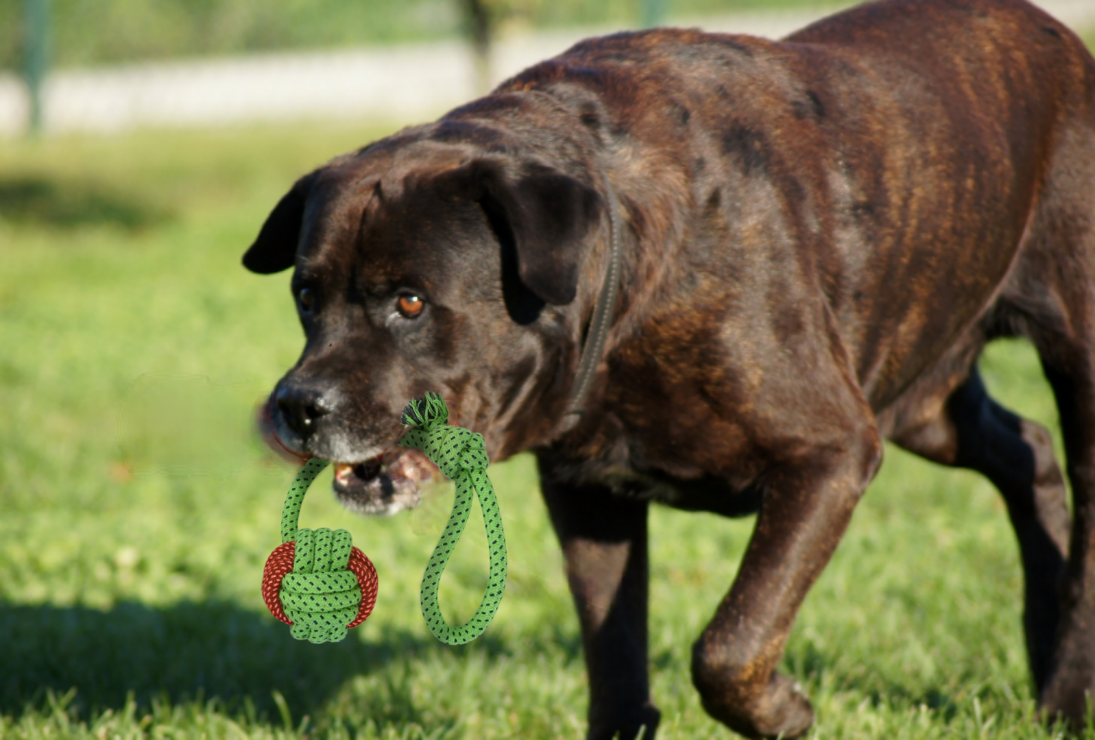 Ball Tug Rope Dog Toy Green - PawLaLand