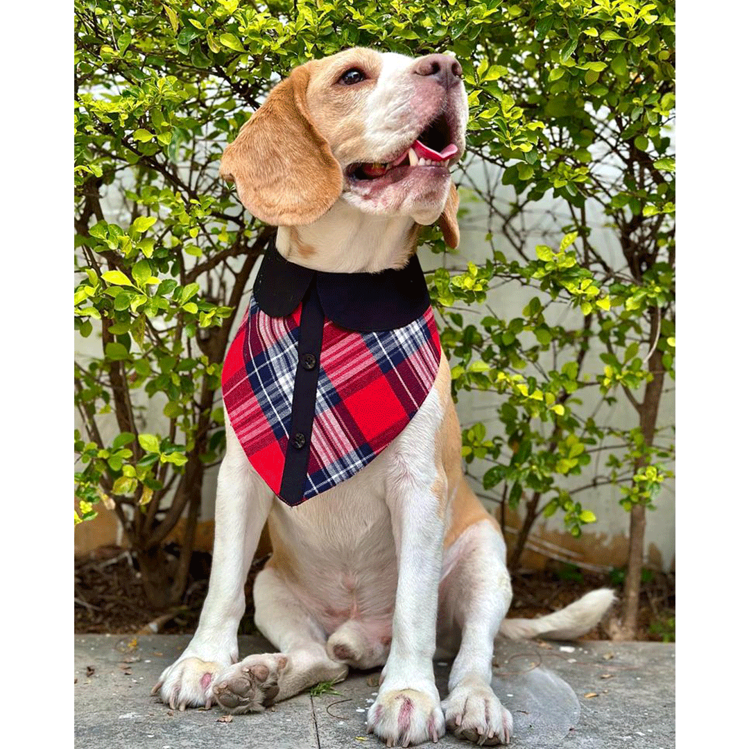 Red Check Peterpan Bandana