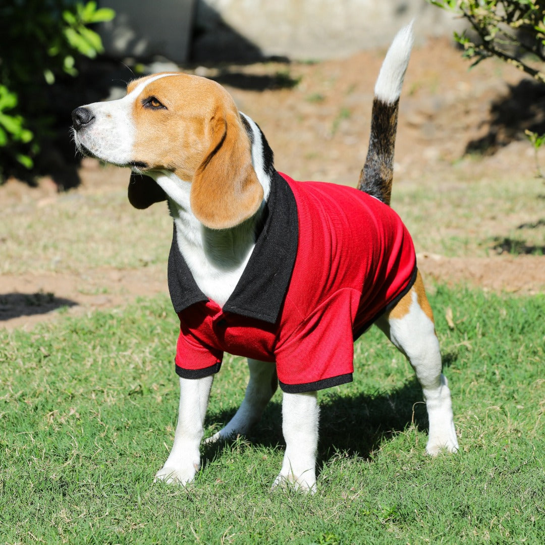 Red Polo Dog Tshirt (Black Collar)