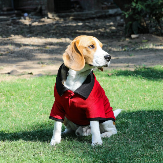 Red Polo Dog Tshirt (Black Collar)