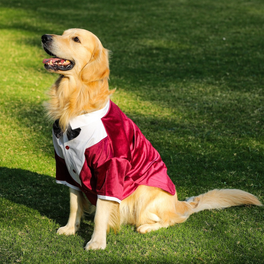 Tuxedos For Dogs - Maroon Velvet